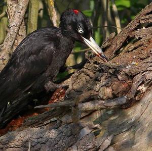 Black woodpecker