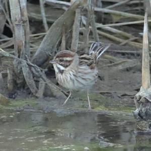 Reed Bunting