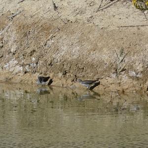 Green Sandpiper