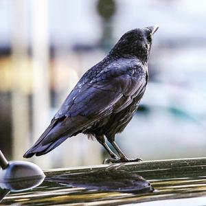 Carrion Crow