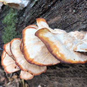 Black-staining Polypore