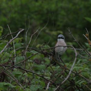 Red-backed Shrike