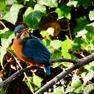 Common Kingfisher