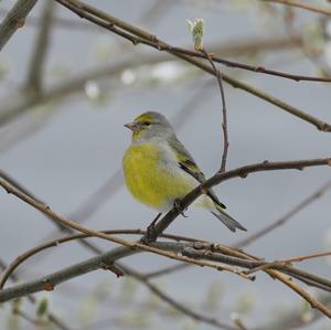 Alpine Citril Finch