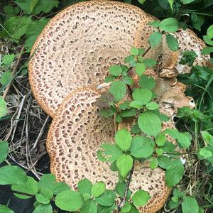 Dryad`s Saddle