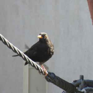 Eurasian Blackbird