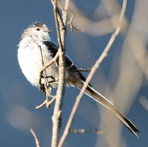 Long-tailed Tit