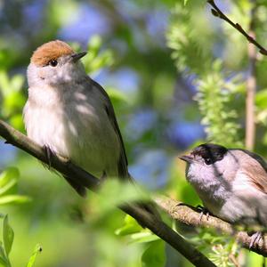 Blackcap