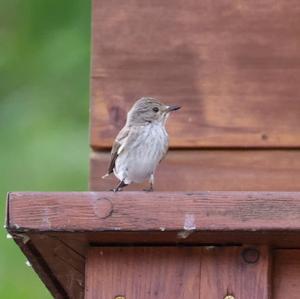 Spotted Flycatcher