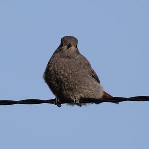 Black Redstart