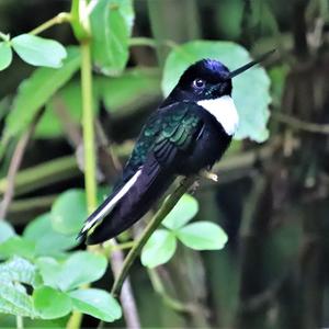 Collared Inca