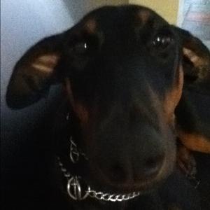 Dobermann