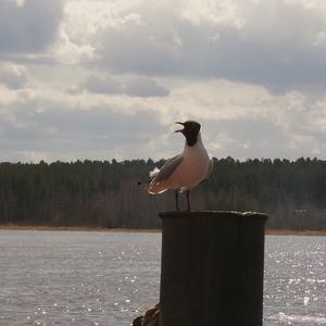 Black-headed Gull