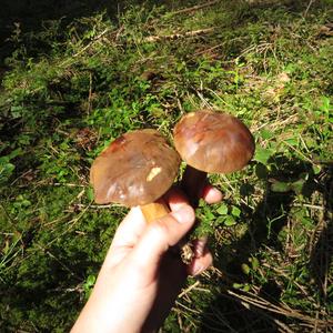 Bay Bolete