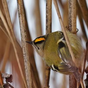 Wintergoldhähnchen