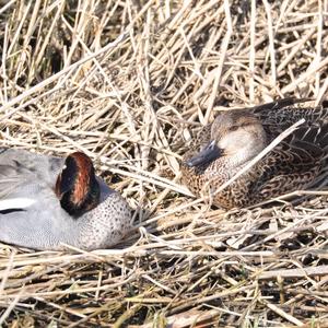 Common Teal