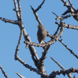 Black Redstart