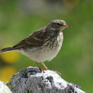 Water Pipit