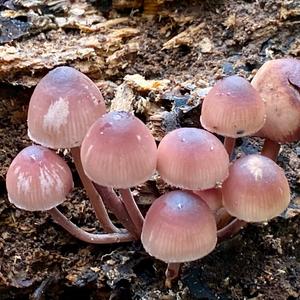 Bleeding Mycena