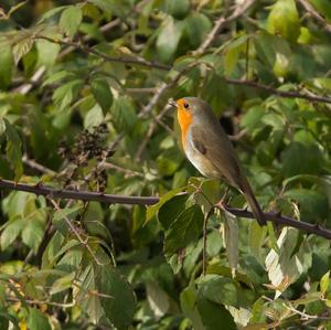 European Robin