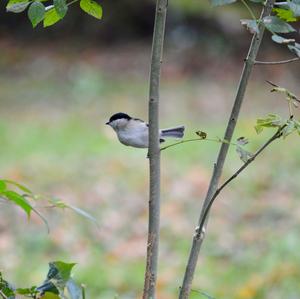 Willow Tit