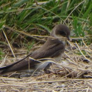 Sand Martin