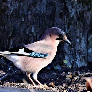 Eurasian Jay