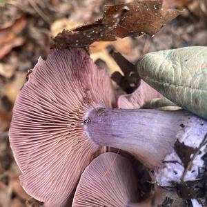 Wood Blewit