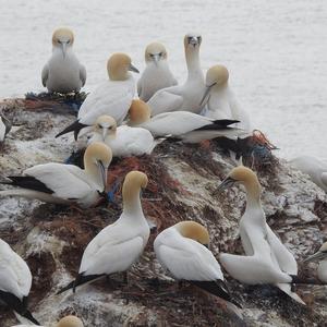 Northern Gannet