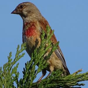 Eurasian Linnet