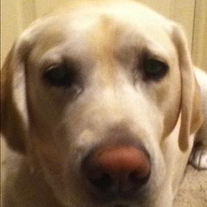Retriever (Labrador)