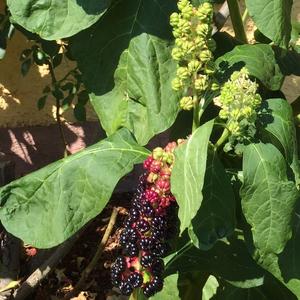 Unknown Species