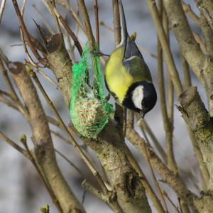 Great Tit