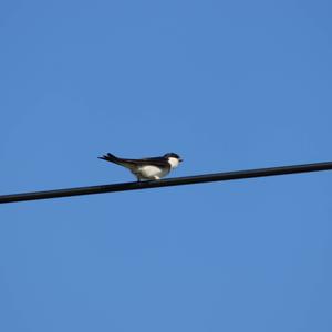 Northern House-martin