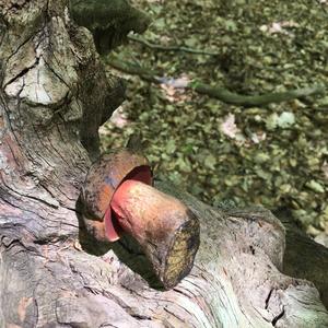 Dotted-stem Bolete