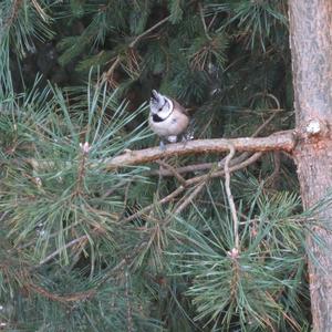 Crested Tit