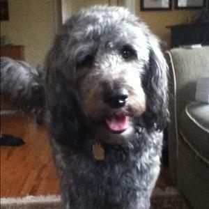 Unknown Breed