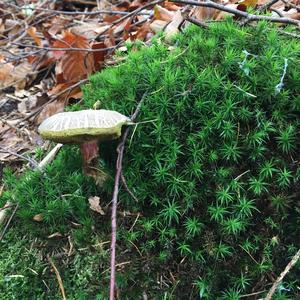 Red-cracked Bolete