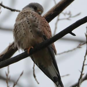 Common Kestrel