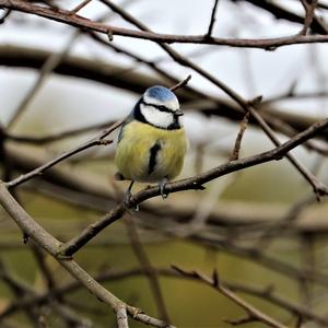 Blue Tit