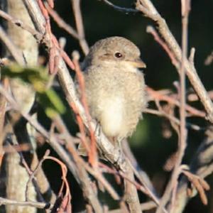 Red-backed Shrike