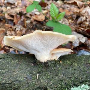 Dryad`s Saddle