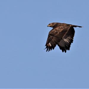 Common Buzzard