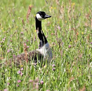 Canada Goose