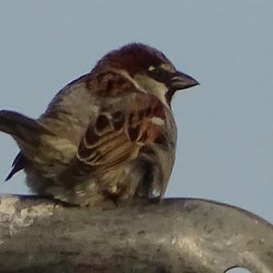 House Sparrow