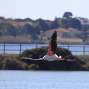 Greater Flamingo