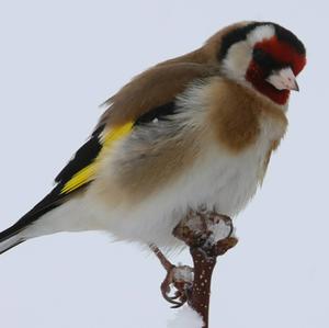 European Goldfinch