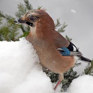 Eurasian Jay