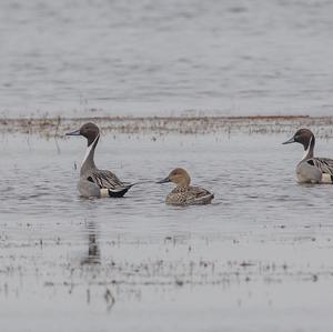 Northern Pintail