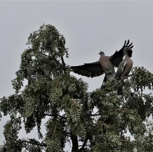 Common Wood-pigeon